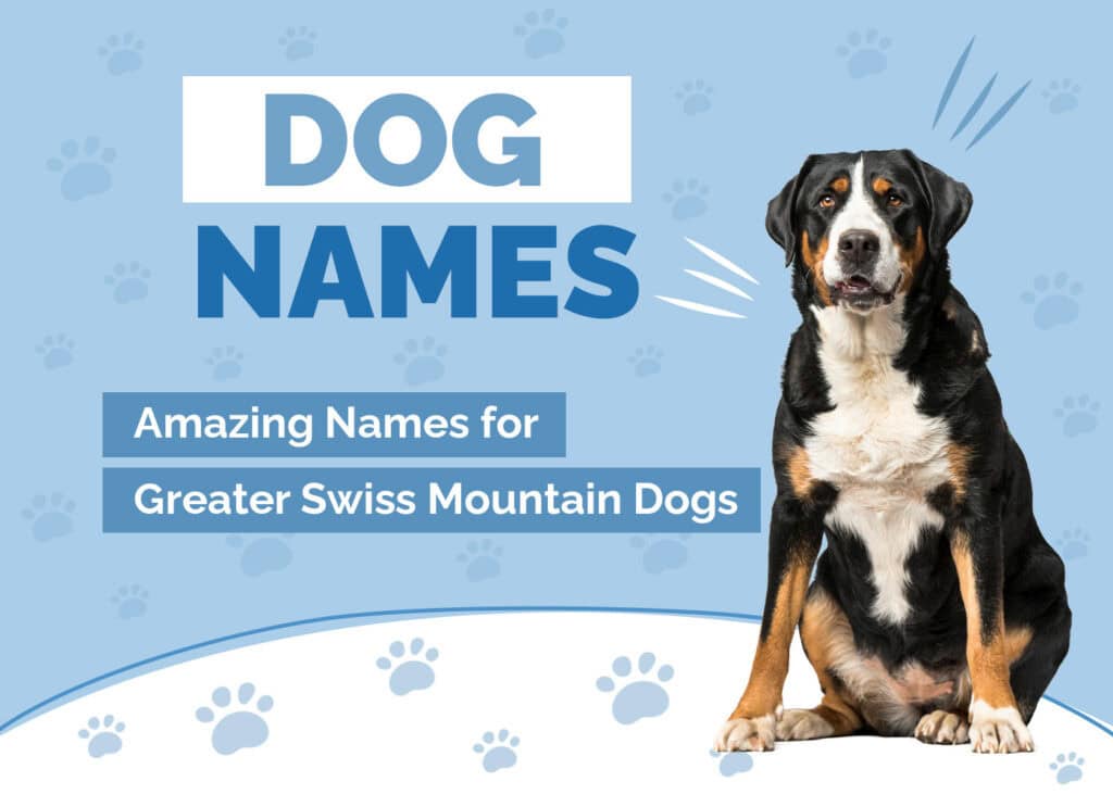 Names for Greater Swiss Mountain Dogs