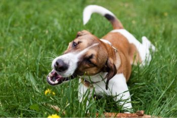 Why Is My Dog Eating Grass & Throwing Up? 5 Common Reasons (Vet Answer ...