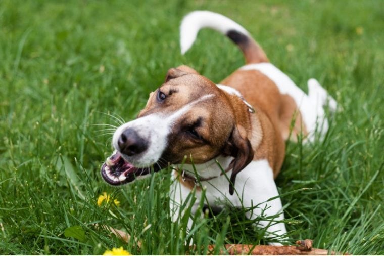 Why Is My Dog Eating Grass & Throwing Up? 5 Common Reasons (Vet Answer ...