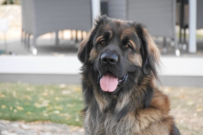 Leonberger dog