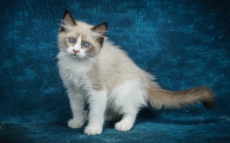Lilac Bi-Color Ragdoll cat