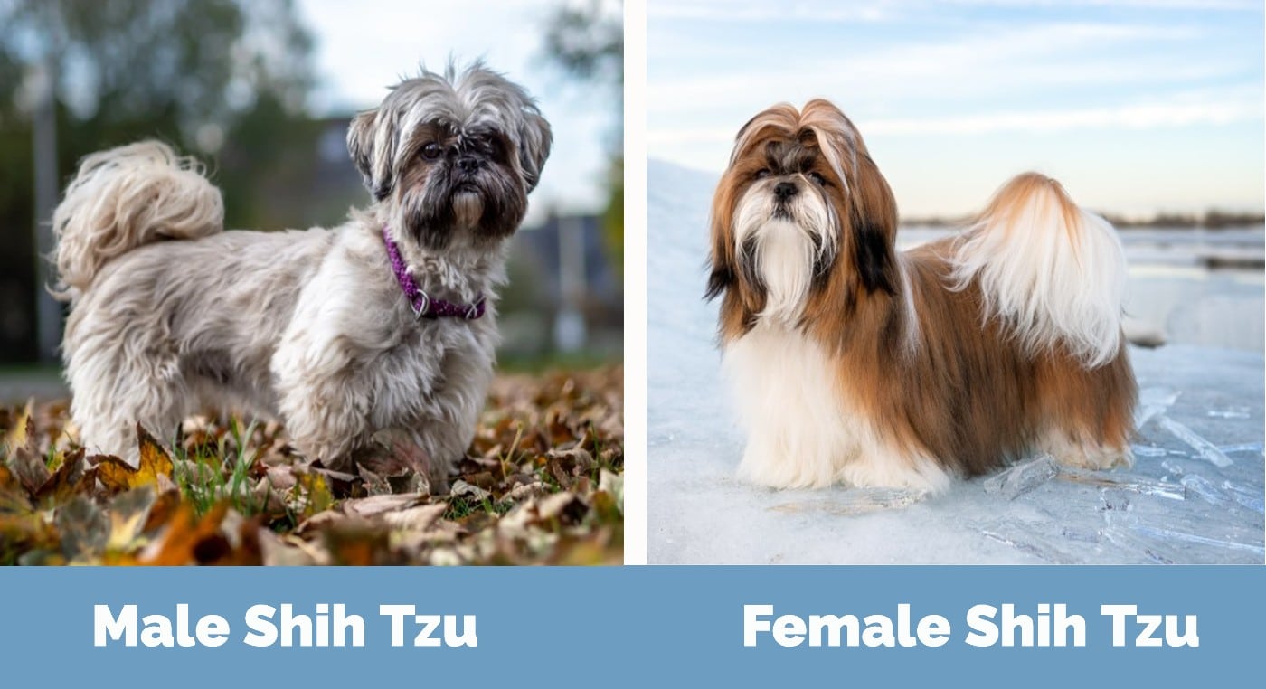 Male vs Female Shih Tzu - Visual
