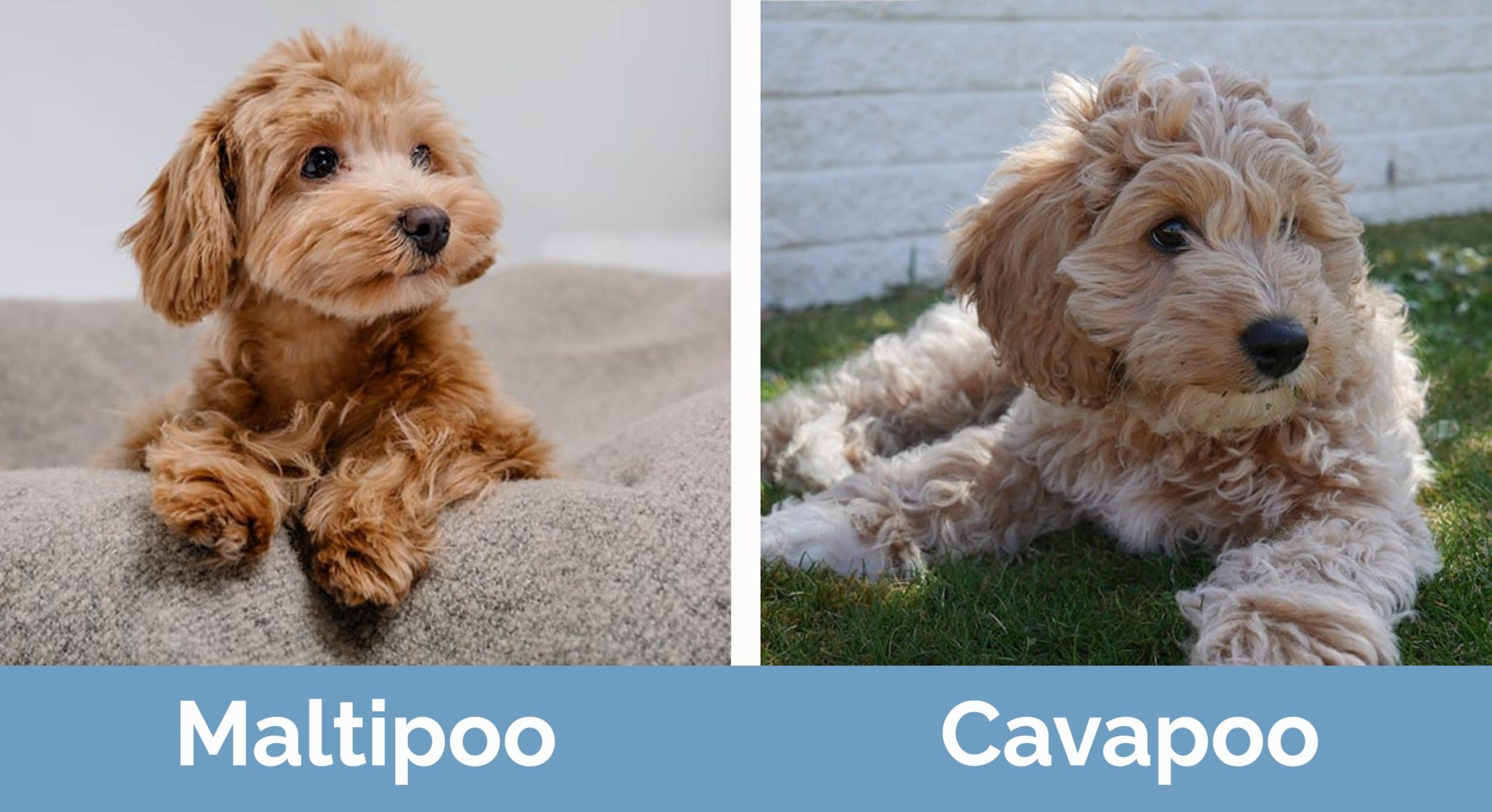 Maltipoo vs Cavapoo