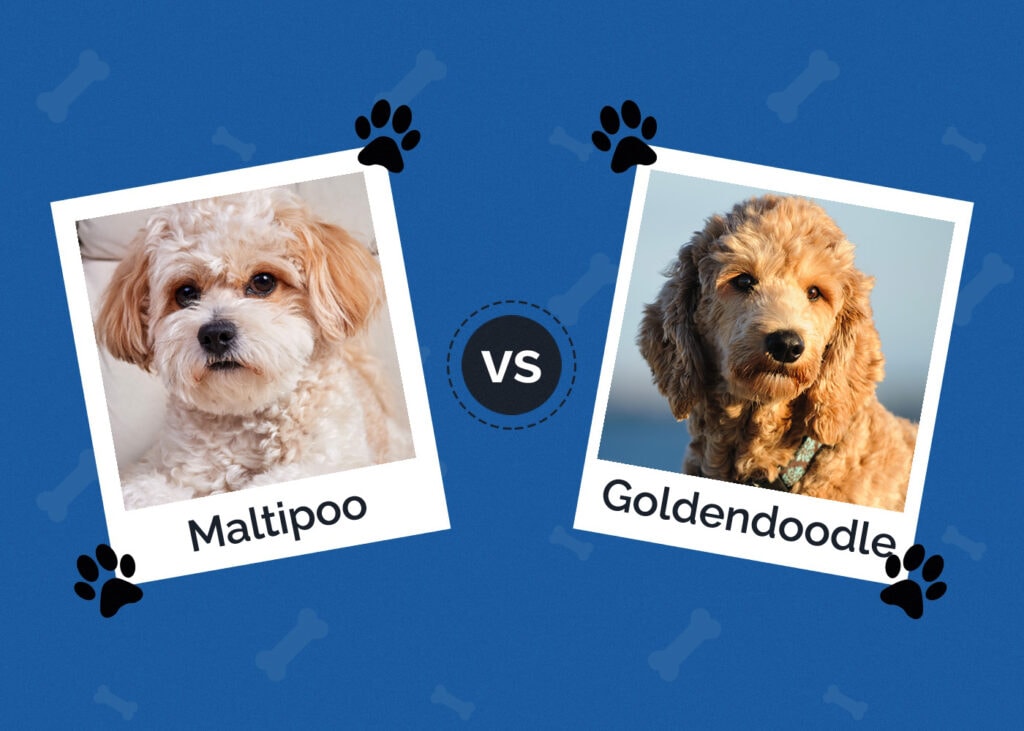 Maltipoo vs Goldendoodle