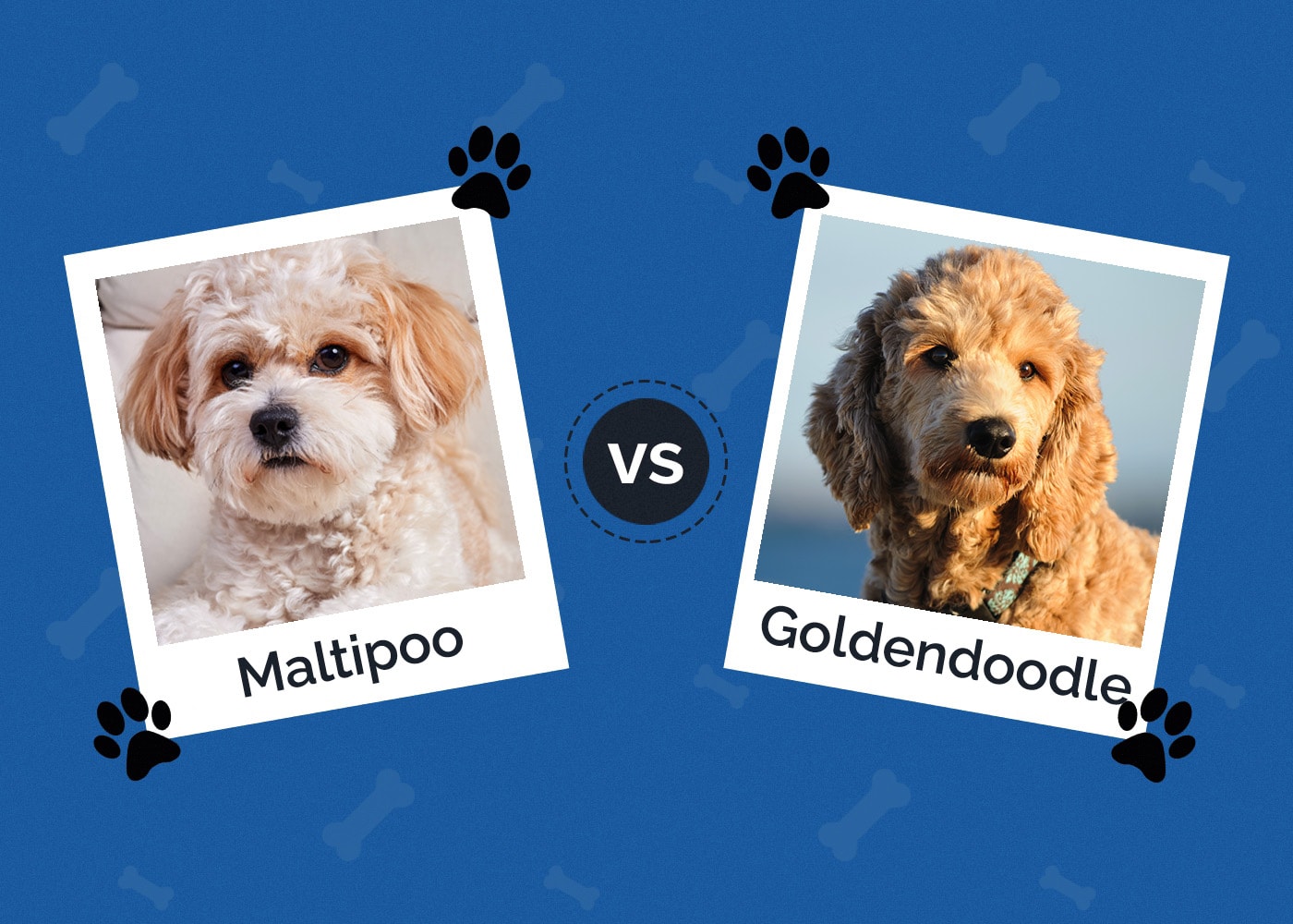 Maltipoo vs Goldendoodle