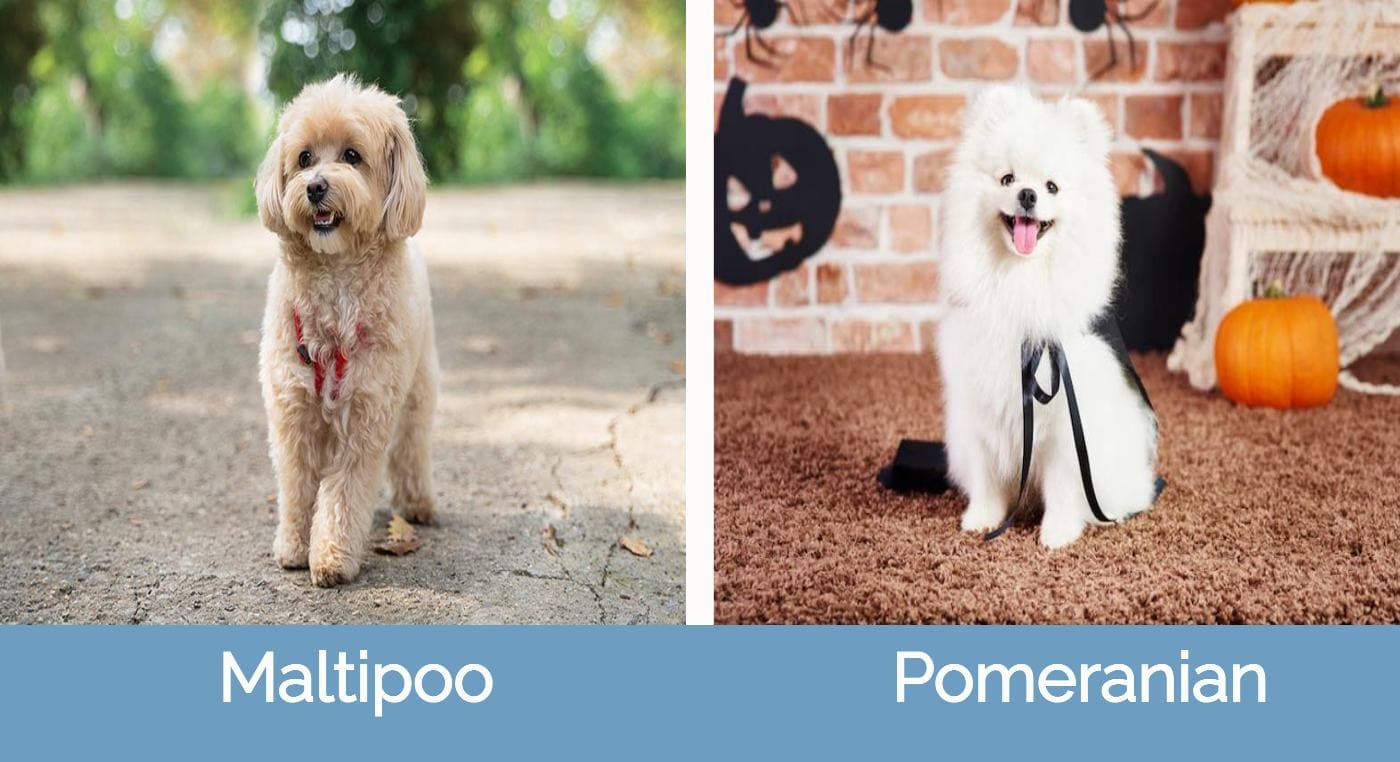 Maltipoo vs Pomeranian