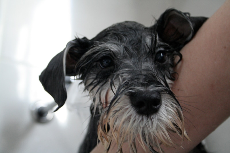Miniature Schnauzer getting a bath