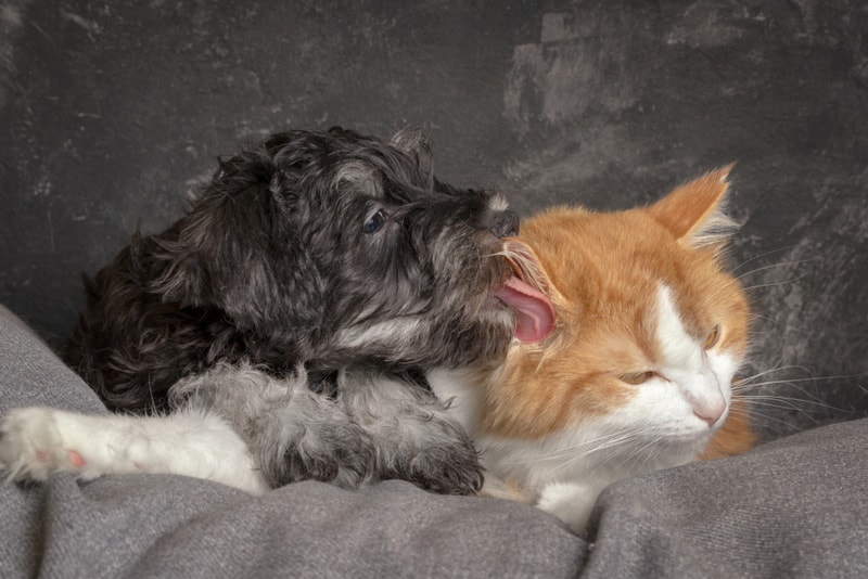 Miniature schnauzer licking a ginger cat