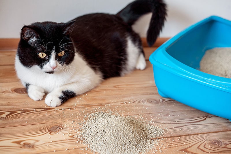 Nice and fluffy the cat lying on the wooden floor