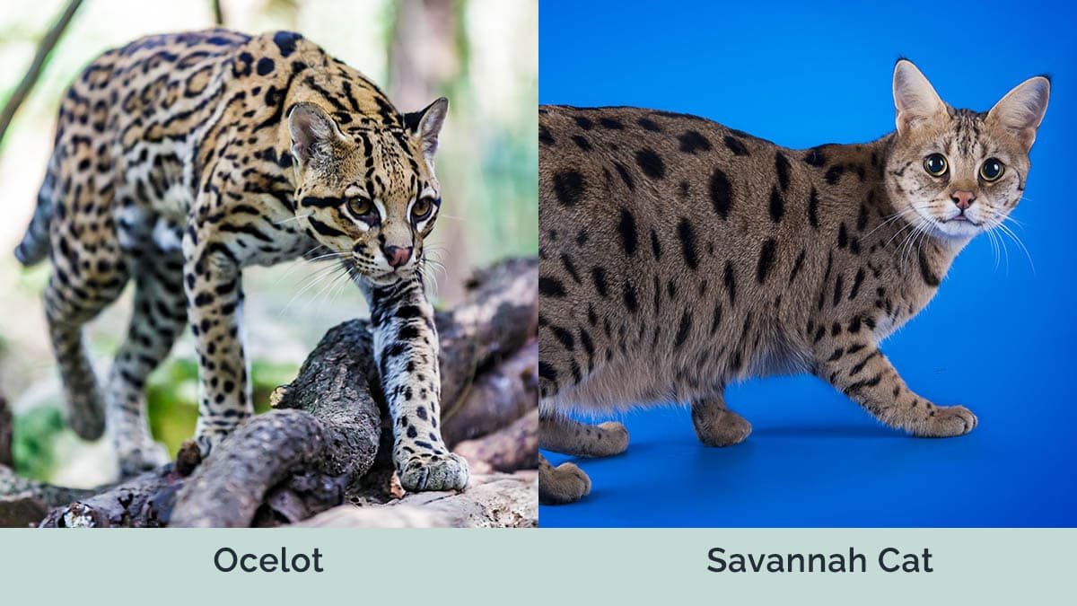 Ocelot vs Savannah cat side by side