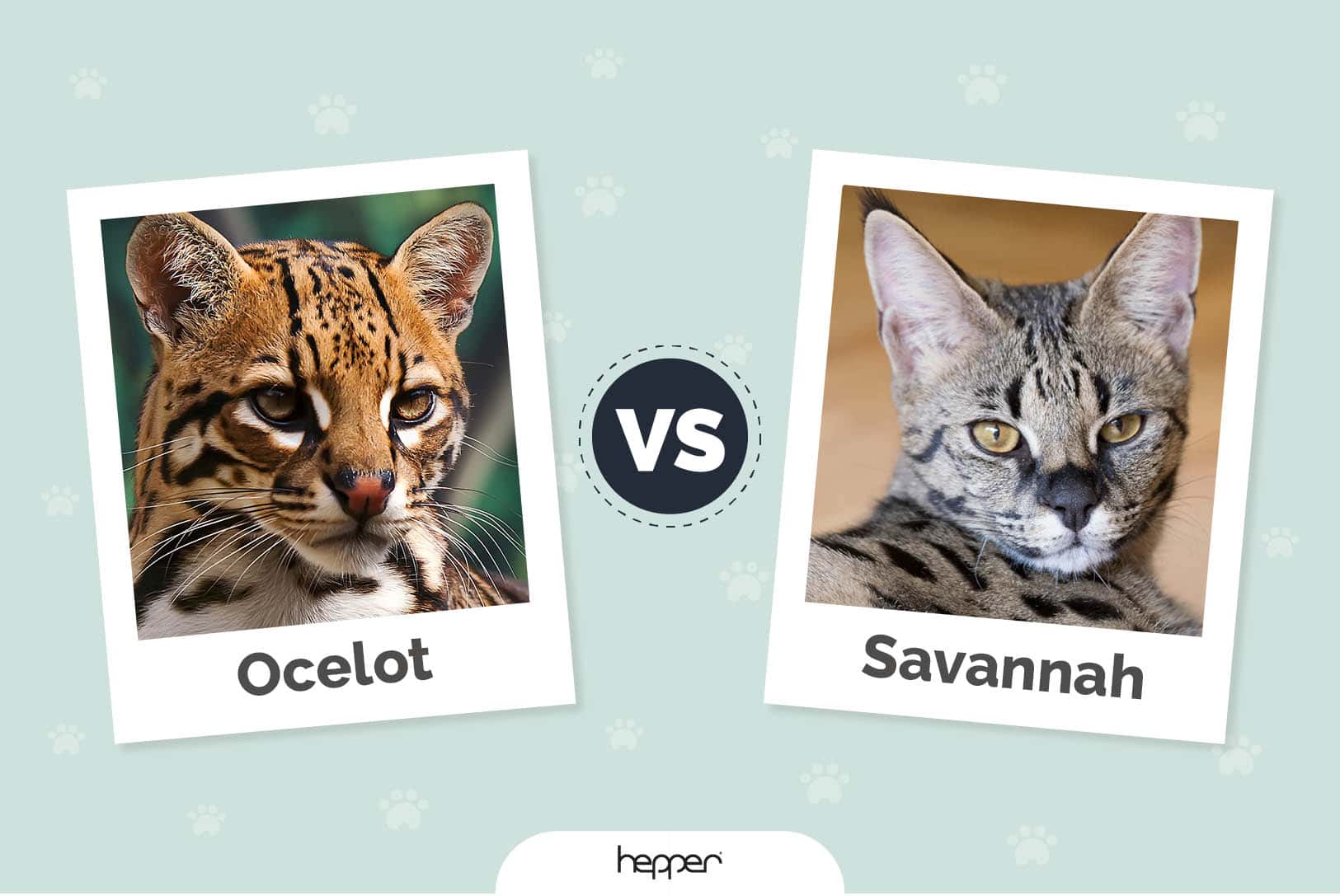 Ocelot vs Savannah