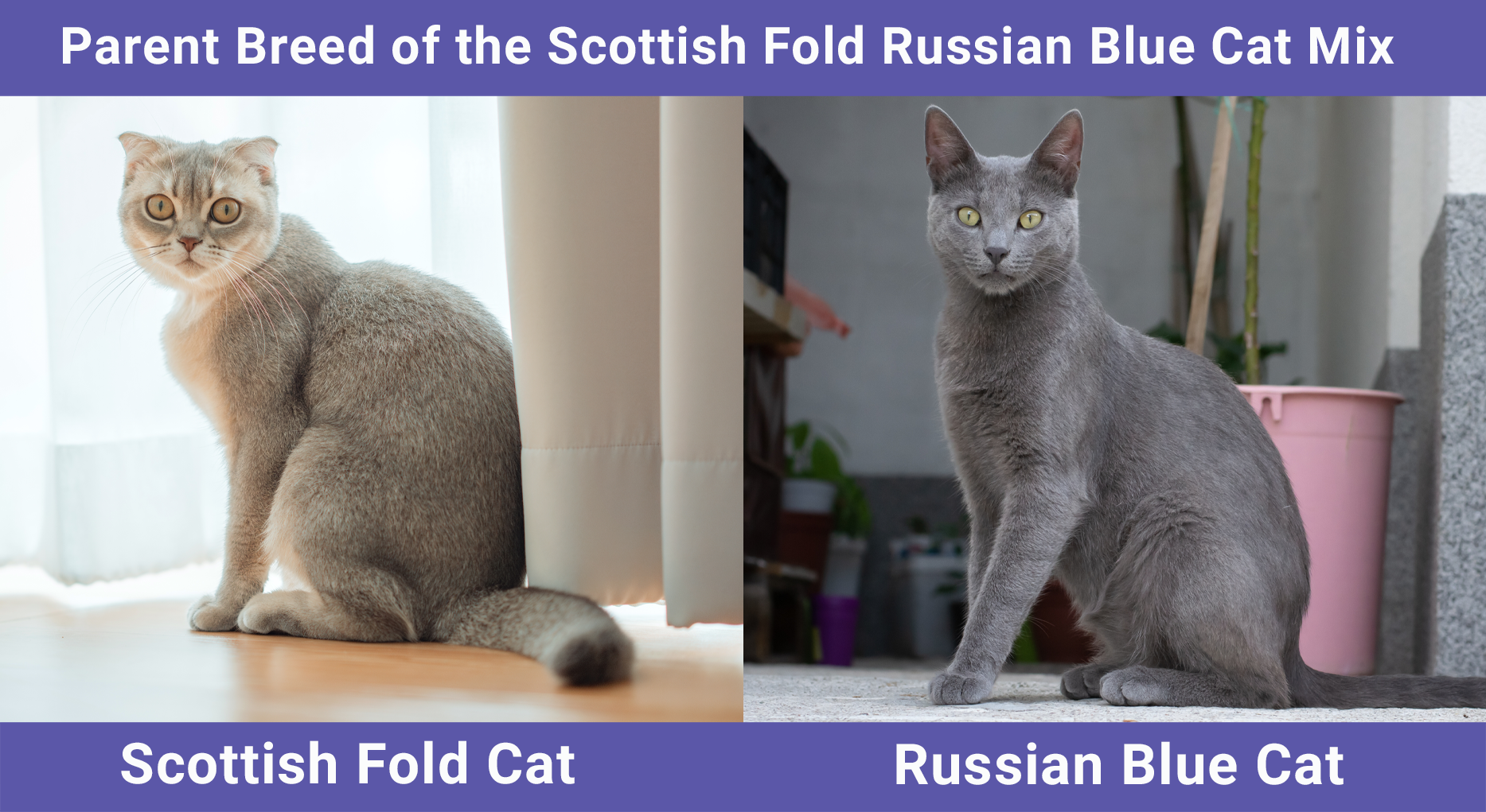Parent Breed of the Scottish Fold Russian Blue Cat Mix