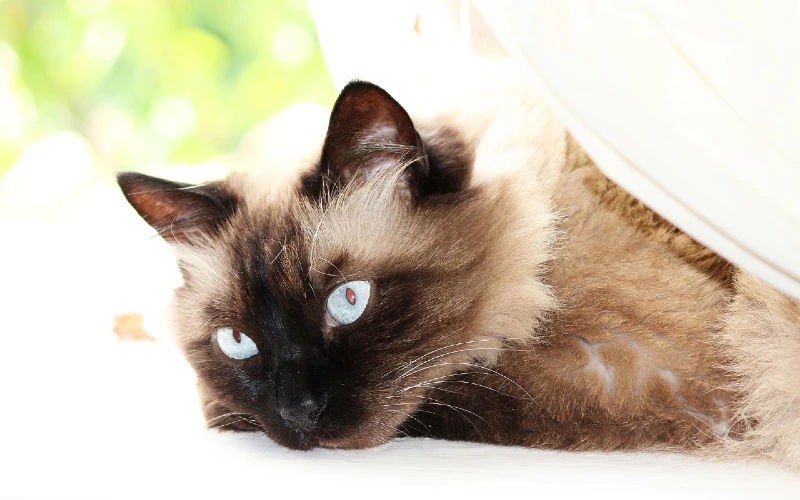 Ragamese - Siamese Ragdoll cat