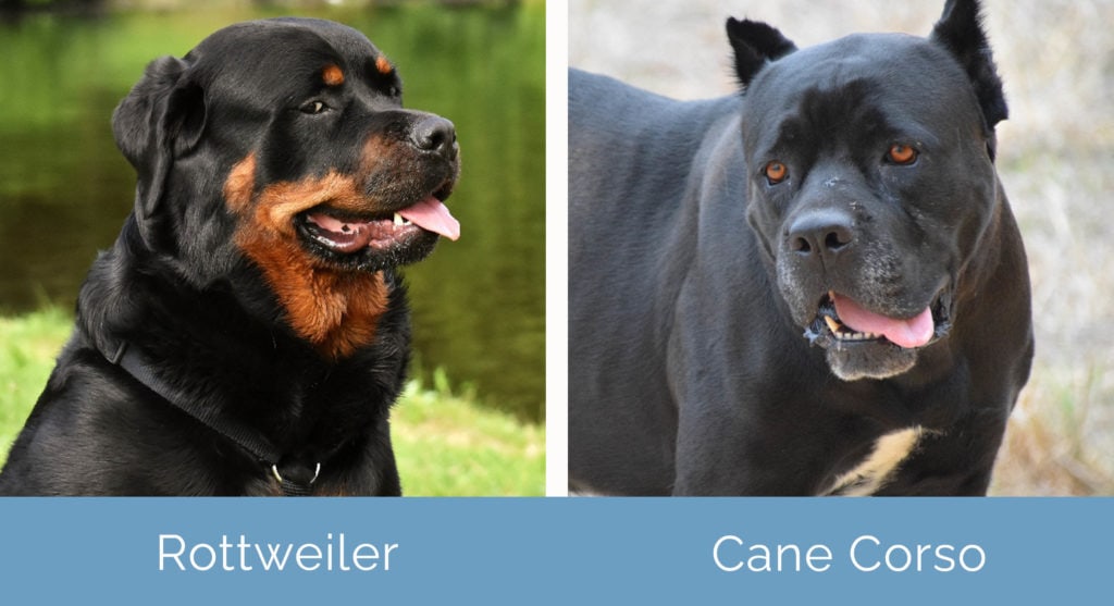 Rottweiler vs Cane Corso side by side