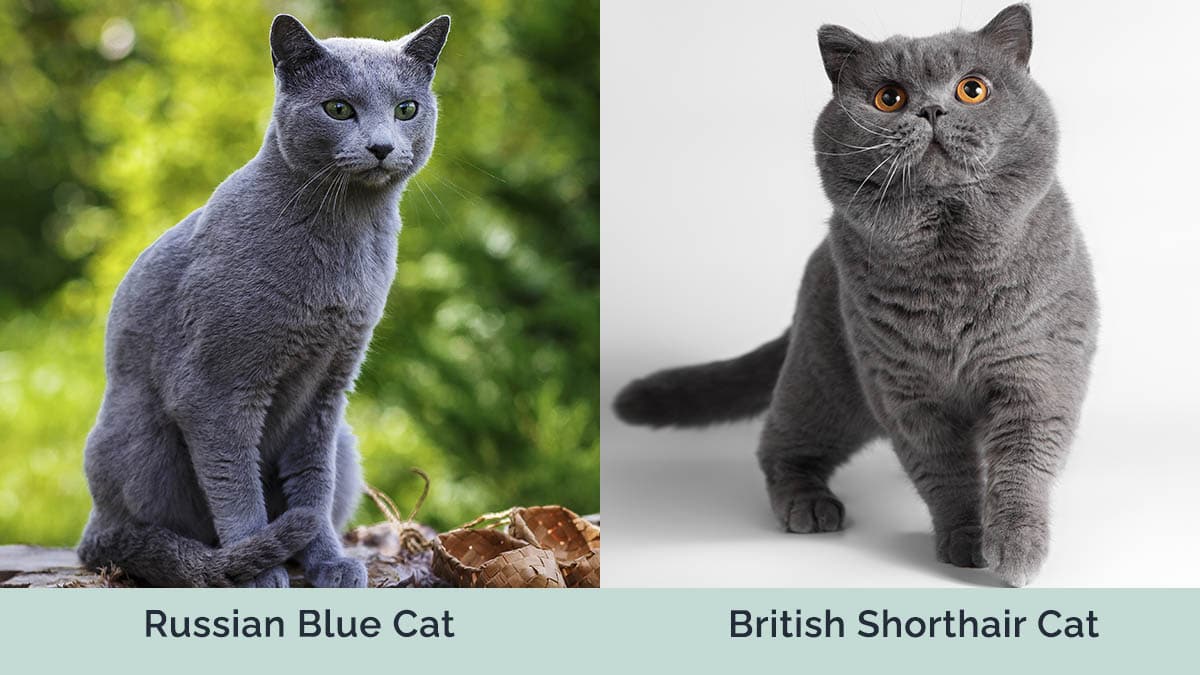 Russian Blue vs British Shorthair Cat side by side