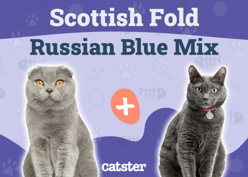 Scottish Fold Russian Blue Cat Mix