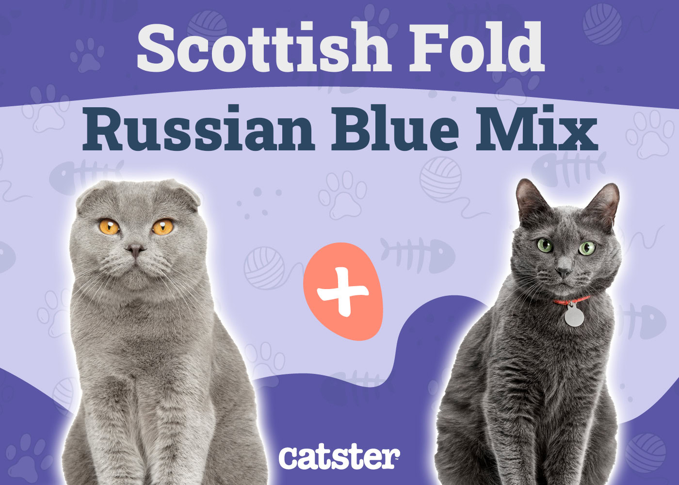 Scottish Fold Russian Blue Cat Mix