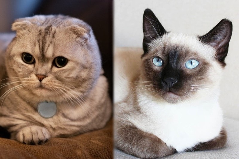Scottish Fold and Siamese