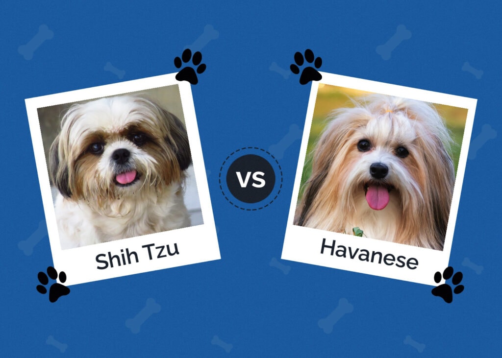 Shih Tzu vs Havanese