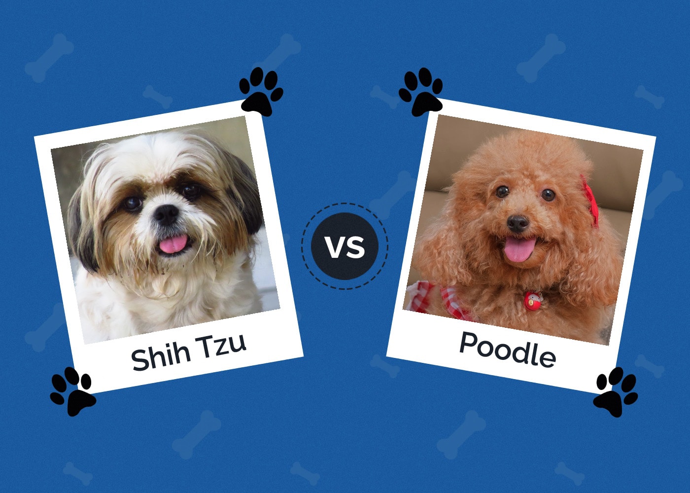 Shih Tzu vs Poodle