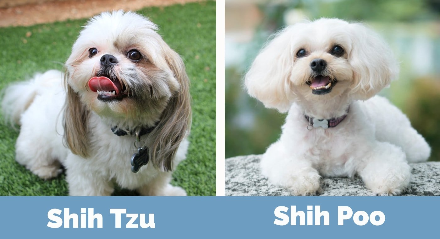 Shih Tzu vs. Shih Poo - visual