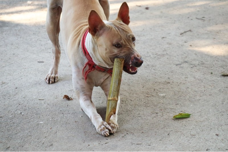 The brown dog bites the bamboo