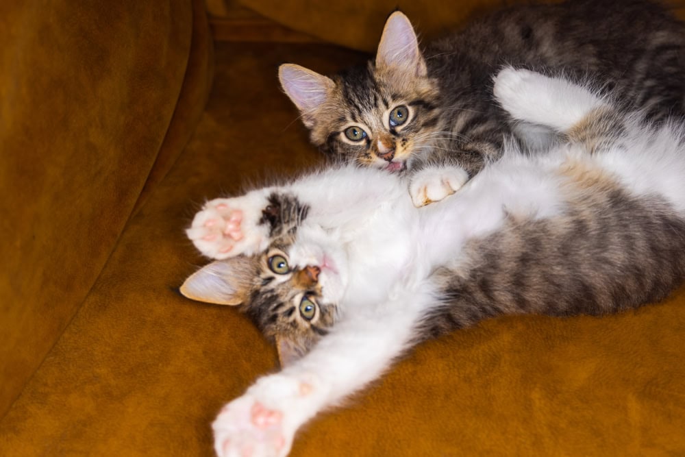 Two kittens playing and stretching their paws