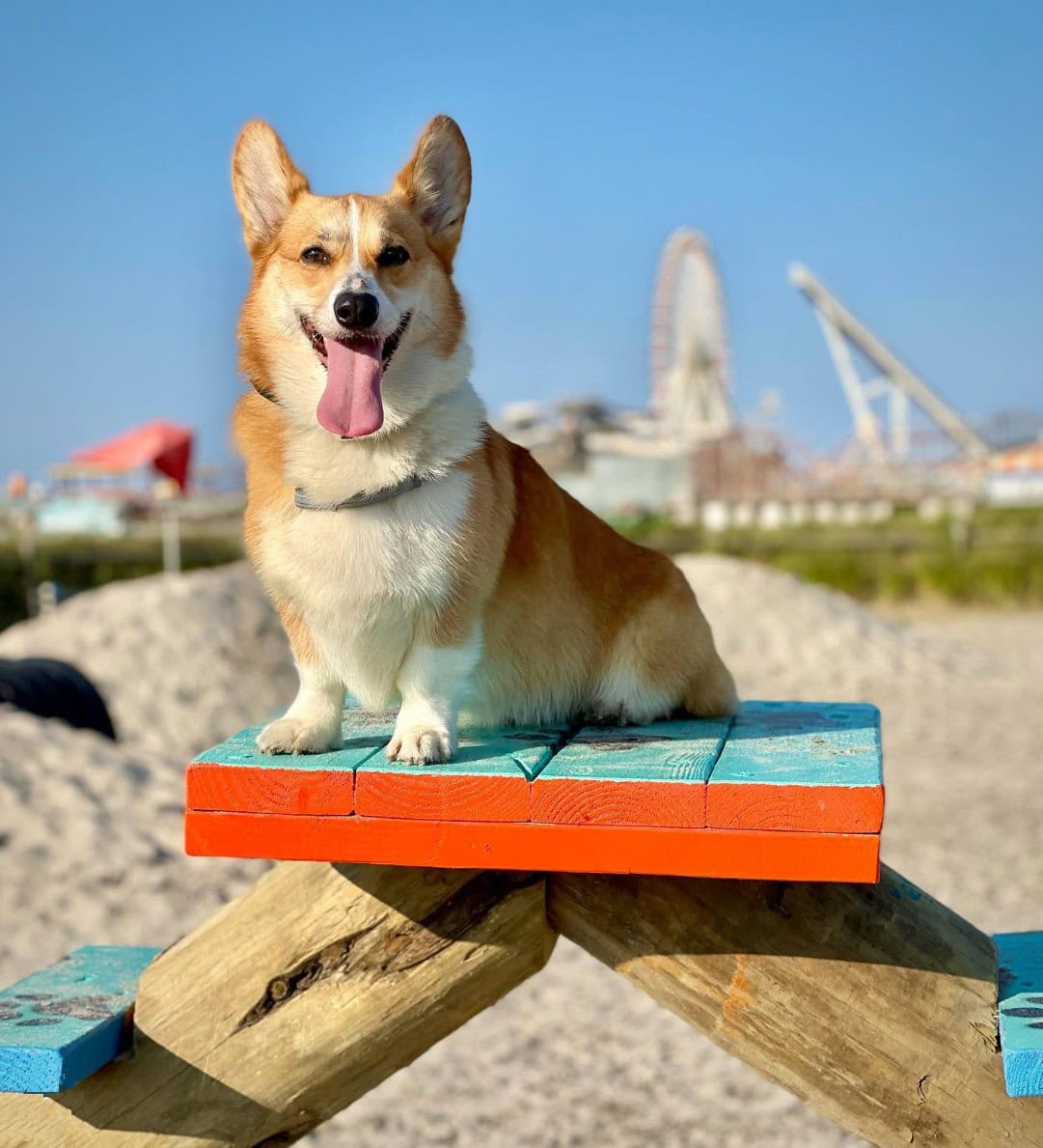 Wildwood Dog Park