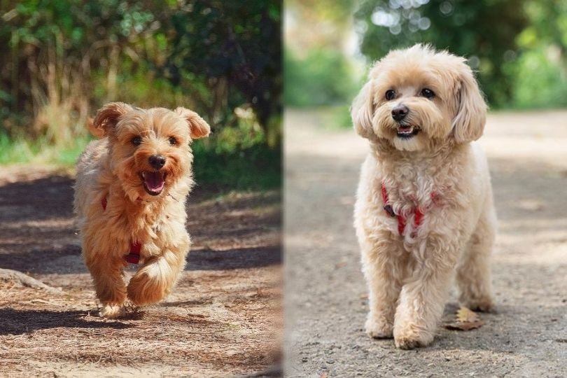 Yorkie Maltipoo