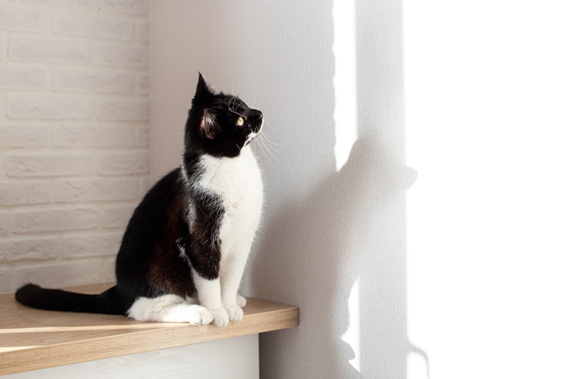 a cat on the table looking at the wall