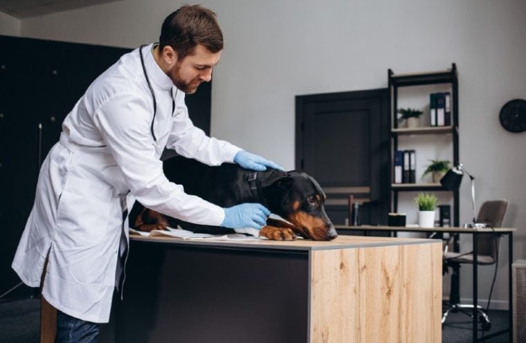 is-aloe-vera-poisonous-to-dogs-vet-reviewed-facts-faq-hepper-pet