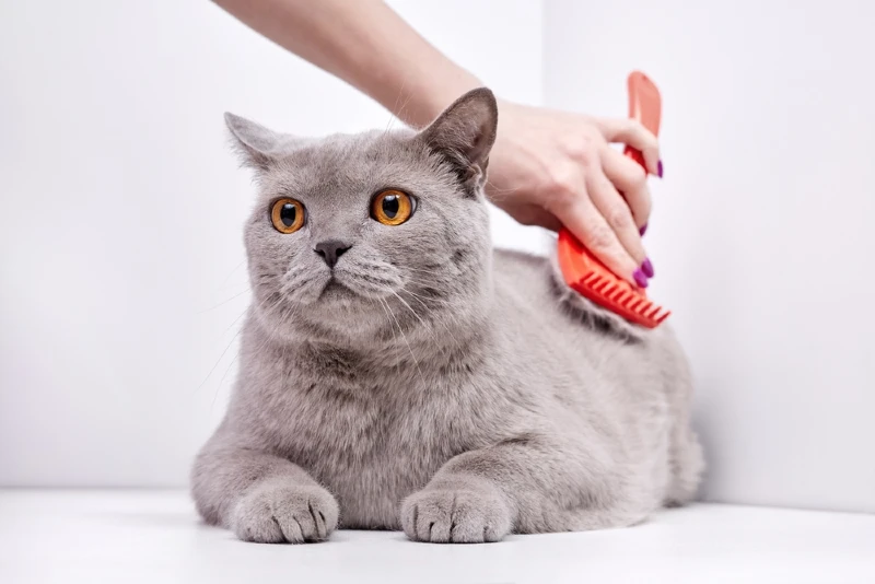 Do British Shorthair Cats Shed A Lot Care And Grooming Tips Hepper 