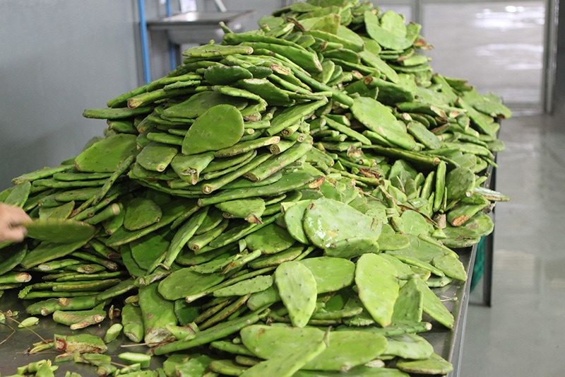 a stack of nopales