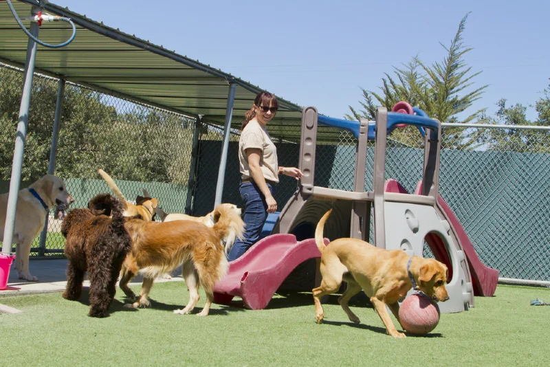 a staff member with several dogs at a doggy daycare kennel