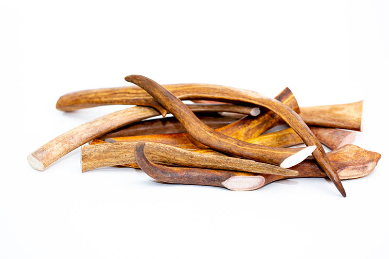 antlers on a white background