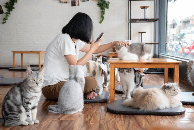 The Rise of Cat Cafes: How Have They Become So Popular? | Hepper Pet ...