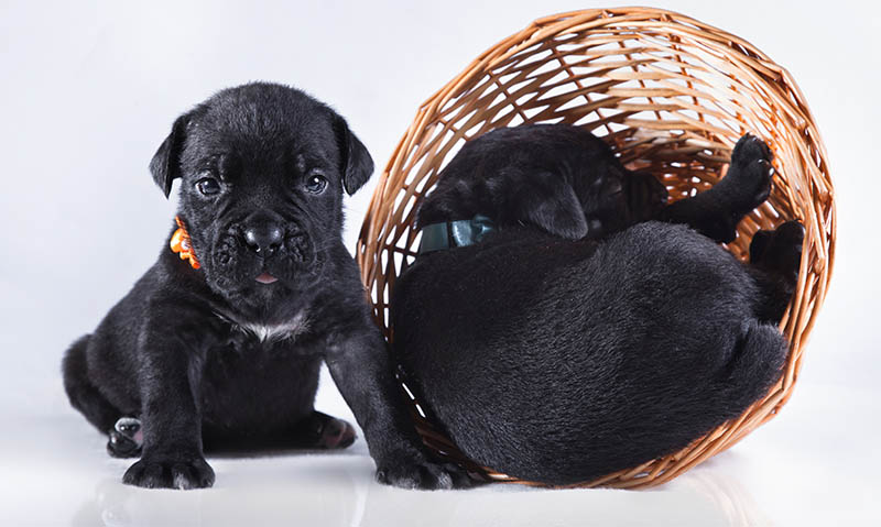 black Cane Corso puppies