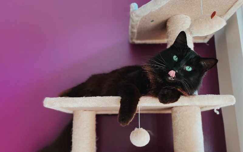 black cat on a cat tree