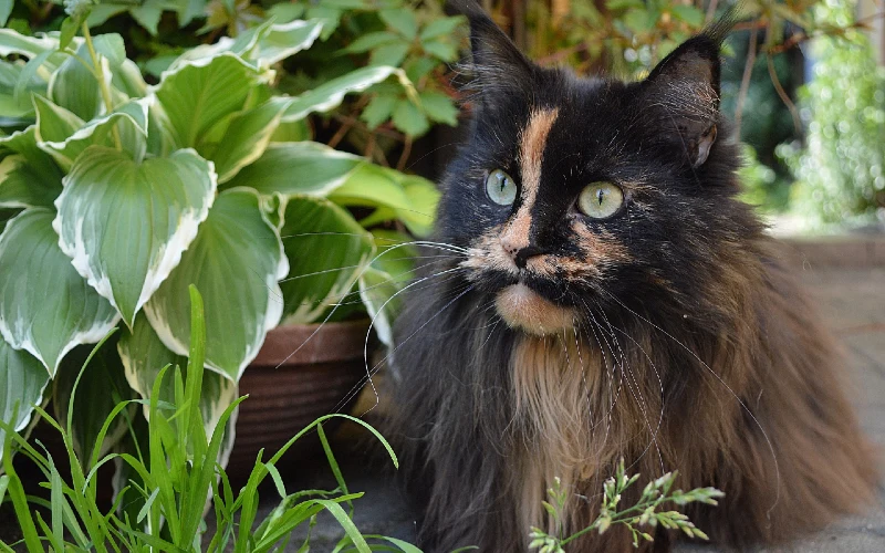 black ragdoll cat crouching near plants