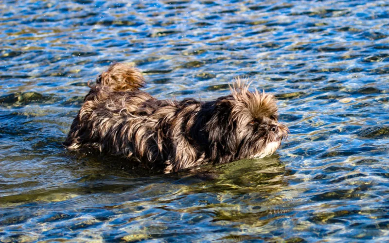 bridle shih tzu dog swimming in water
