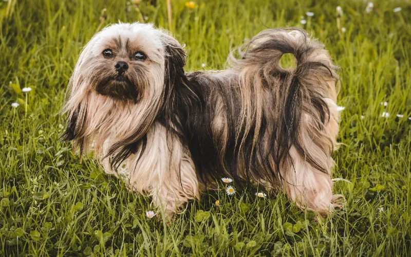 brindle shih tzu dog on grass