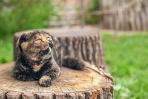 Tortoiseshell Cat vs Calico Cat: Coat Patterns Explained | Hepper Pet ...