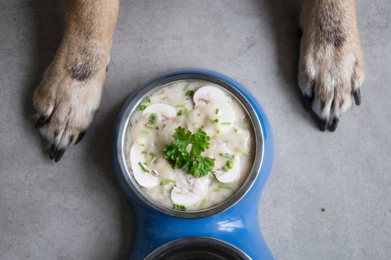 brown dog paws with soup in feeding bowl