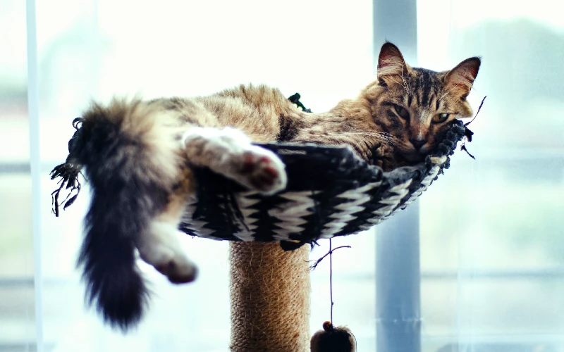 brown tabby cat lying on top of a cat tree condo