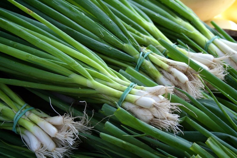 bundle of Scallions