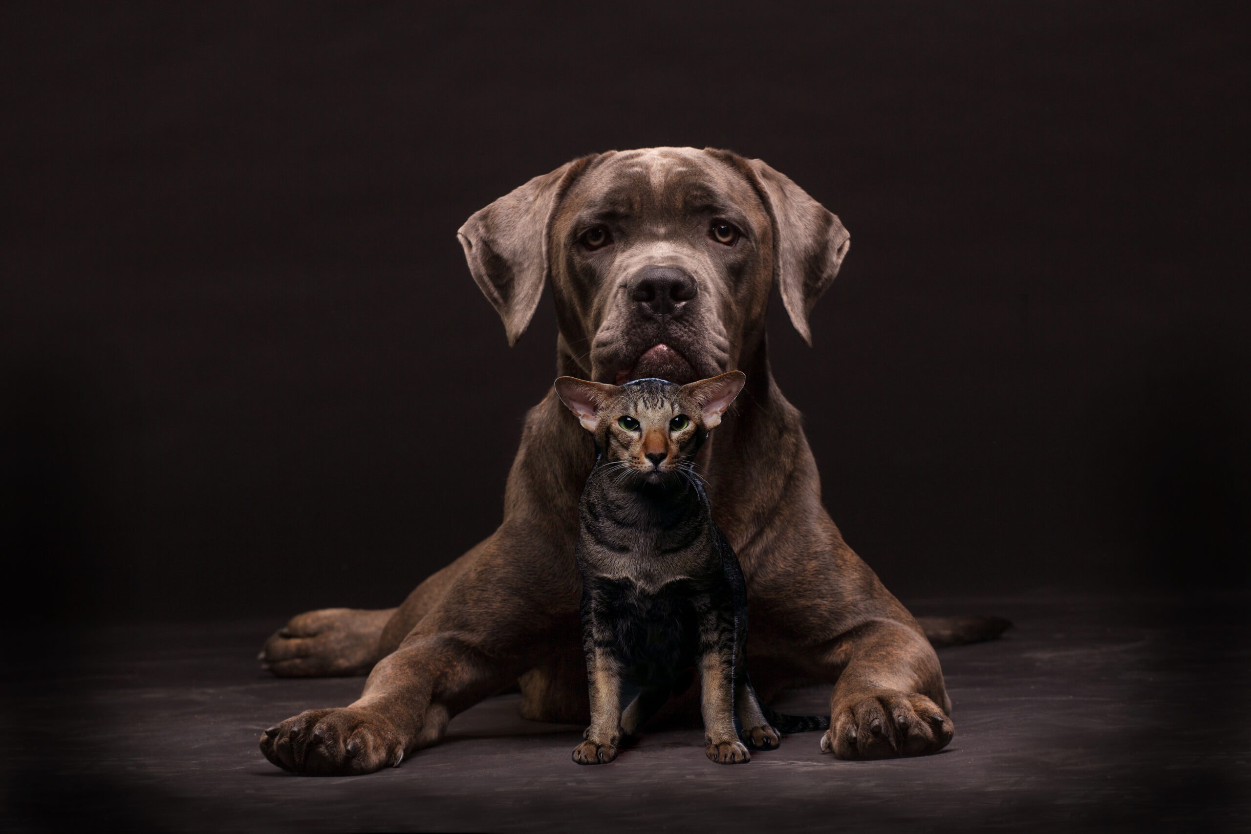 cane corso and oriental cat