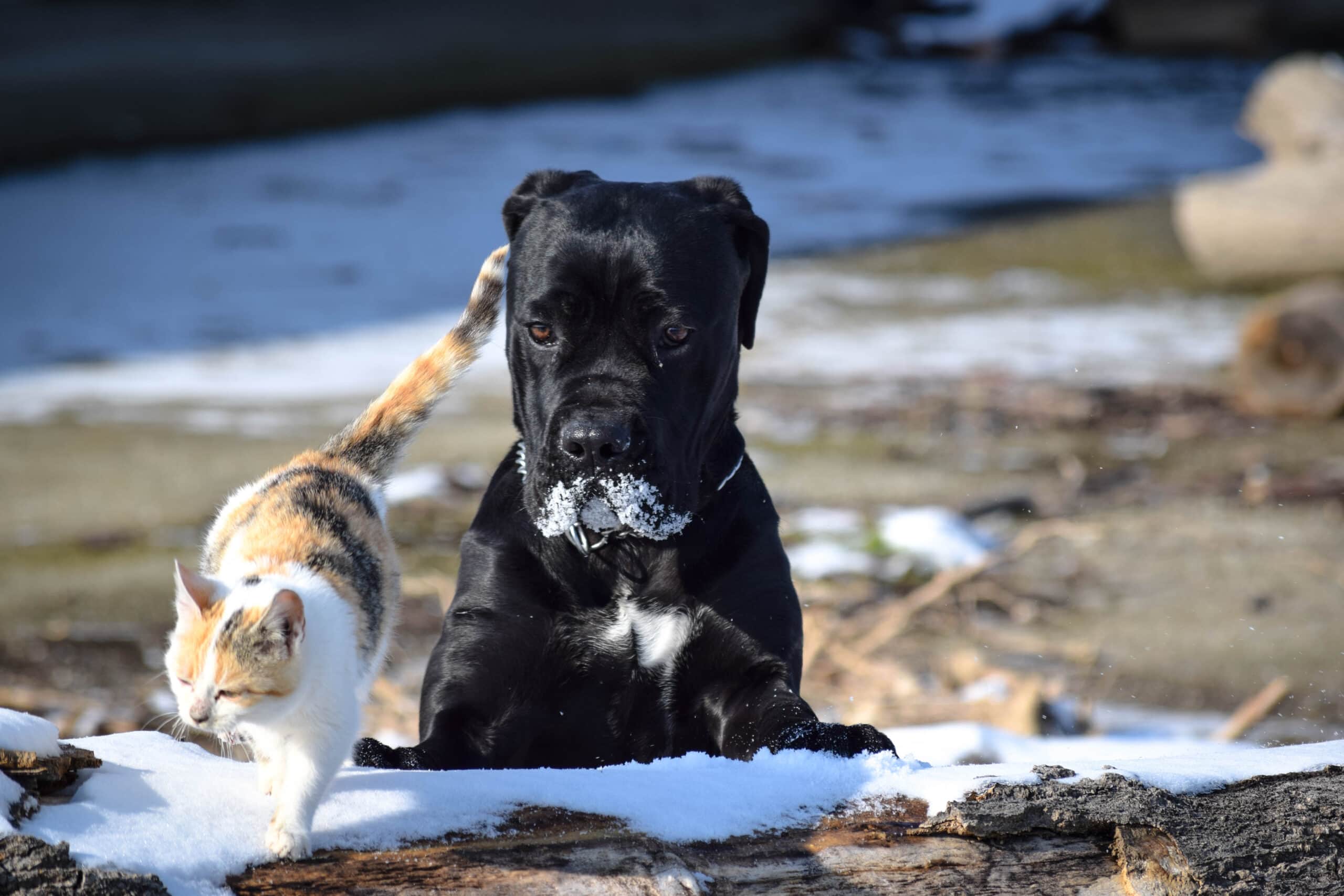 cane corso playing with a cat in the snow