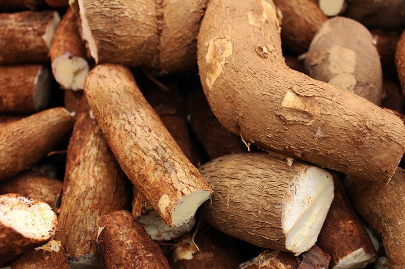 cassava