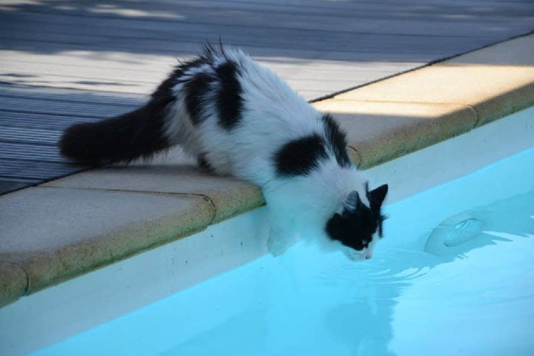 My Cat Drank Pool Water, What Should I Do? Vet Reviewed Facts & FAQs ...