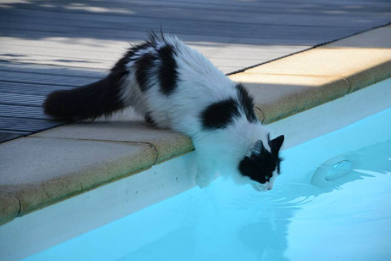 cat jumping to the pool